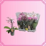 EMA Phalaenopsis Kuuking 2ÕV väike mix