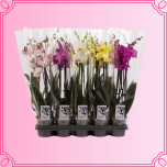 EMA Phalaenopsis Kuuking 2ÕV suur mix