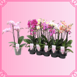 EMA Phalaenopsis Kuuking Multiflora mix