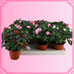 EMA Rhododendron Asalea mix