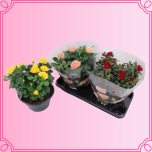 EMA Rosa Potiroos XL (kauss) mix