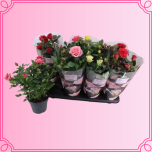 EMA Rosa Potiroos suur mix