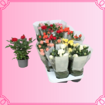 EMA Rosa Potiroos väike mix