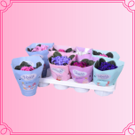 EMA Saintpaulia Säntpoolia