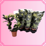 EMA Stephanotis Pärgväändik