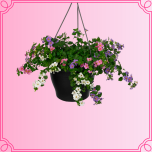 EMA Sutera Suutera valge/sinie ampel