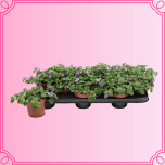 EMA Sutera Suutera valge/sinie