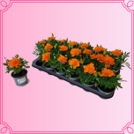 EMA Tagetes Peiulill oranz/kollane