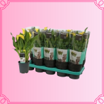 EMA Zantedeschia Kalla kollane