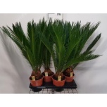 Cycas Palmlehik Revoluta 17cm