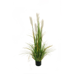 PAMPAS GRASS IN PLASTIC POT - Cream/Green, 120cm