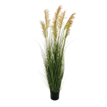 SORGHUM PLANT W/7 155CM