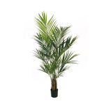KENTIA PALM W/304 LVS 210CM