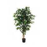 FICUS BENJAMIN PLANT - Two-Tone Green, 150cm
