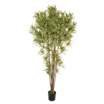 NEW DRACAENA REFLEX PLANT W/2 210CM