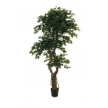 FICUS BENJAMIN NATURAL - Green, 210cm