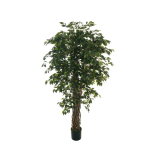 FICUS BENJAMINA NATURAL - 180cm