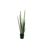SANSEVIERIA CYLINDRICA PLANT IN POT - Green