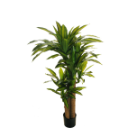 DRACAENA PLANT W/3 TRUNKS & REAL TOUCHE