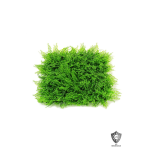 UV PROOF PLASTIC PEPEROMIA, CYPRESS