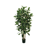RUBBER PLANT TREE W/195 LVS 180CM