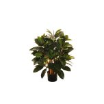 RUBBER PLANT TREE W/140 LVS 90CM