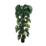 PHILODENDRON MONSTERA PLANT 210CM