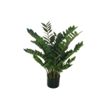 AMIOCULCAS ZAMIIFOLIA PLANT 90CM