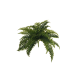 BOSTON FERN BUSH W/28 NATURAL LVS