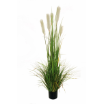 PAMPAS GRASS IN PLASTIC POT D. 15,5 H. 14 W/5 FLWS, 150 CM
