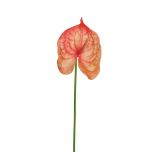 ANTHURIUM - Red/Cream, 66cm - REAL TOUCH