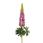LUPIN - Pink, 108,5cm