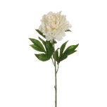 PEONY - Cream, 76cm -  Head Ø 14cm