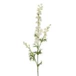 DELPHINIUM SPERONELLA SPRAY - White