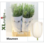 Tulp Maureen