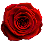 Stabiliseeritud roos GRANDE 6tk MAGICAL RED
