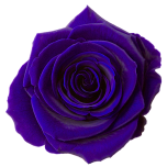 Stabiliseeritud roos GRANDE 6tk karbis OCEAN BLUE
