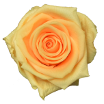 Stabiliseeritud roos GRANDE 6tk karbis PEACH