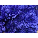 Chrysanthemum Krüsanteem Baltica Blue