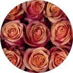 R GR CHERRY BRANDY 50CM (Ayanna)