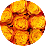 R GR HIGH YELLOW MAGIC 50CM (Ayanna)