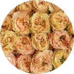 R GR PRINCESS CROWN 50CM (Ayanna)