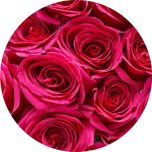 R GR QUEENBERRY 50CM (Ayanna)