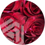 R GR RED PANTHER 50CM (Ayanna)