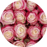 R GR SWEETNESS 50CM (Ayanna)