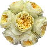 R GR ANTONIA GARDEN 40CM  (Ayanna)