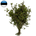 Juniperus Kadaka oksad EESTI (pk)