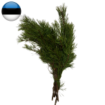 Pinus Männi oksad EESTI (pk)