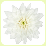 Chrysa SP Baltica - Emadepäev 2026