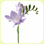 Freesia Blue - Emadepäev 2026